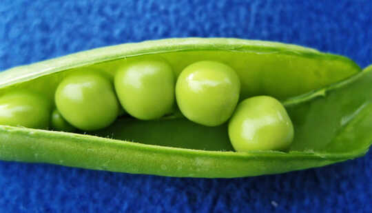 Peas in a green pod against a blue background