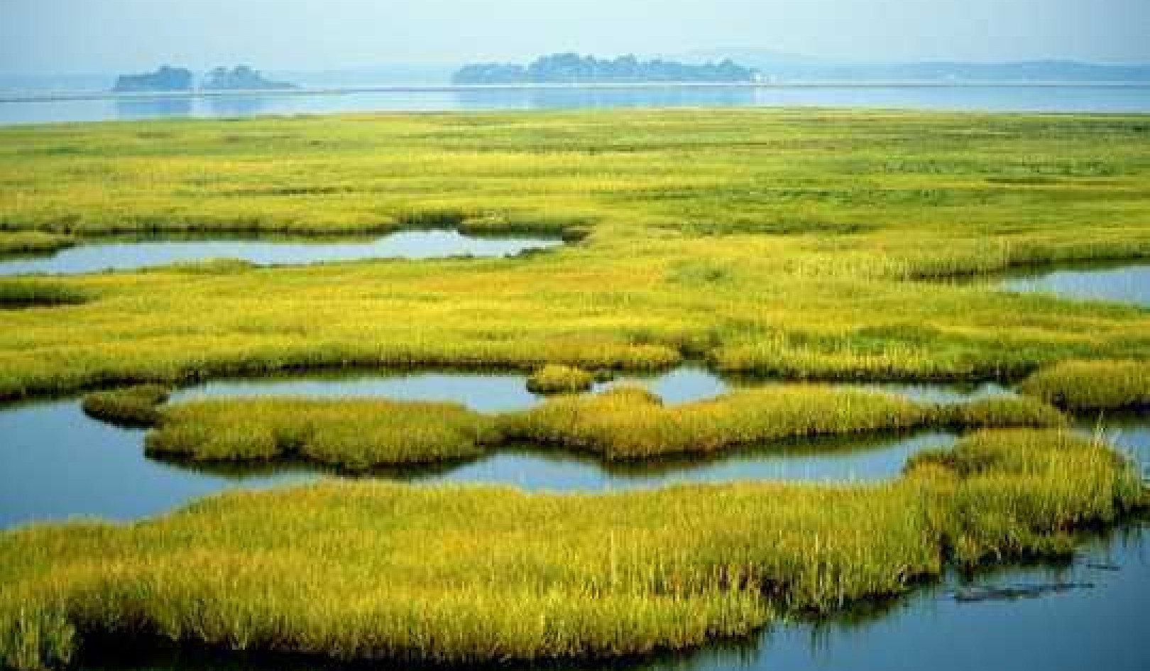 As Communities Rebuild After Hurricanes, Wetlands Can Significantly Reduce Property Damage