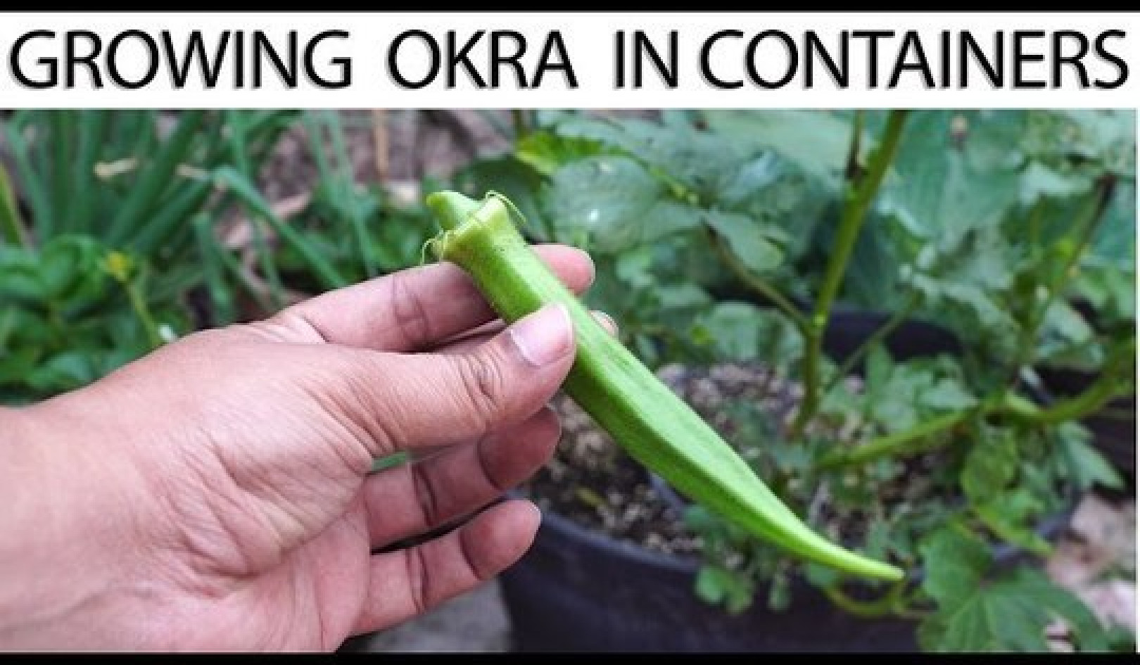 How To Grow Okra In Containers