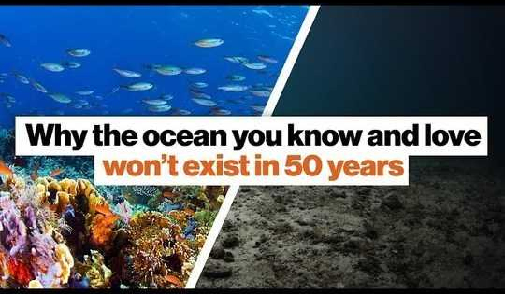 Why the ocean you know and love won’t exist in 50 years