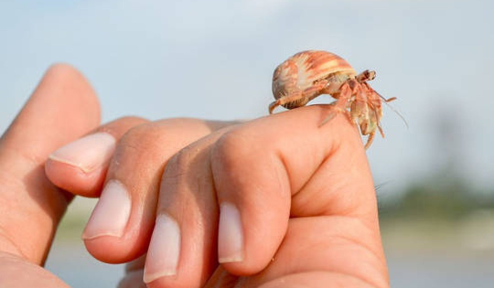 Hermit Crabs May Offer Insights Into Wealth Inequality