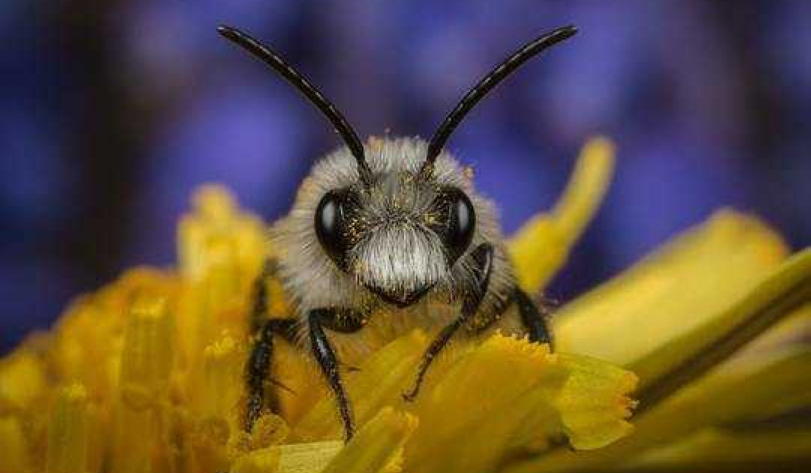 Insect Species That Prefer Crops Prosper While Majority Decline