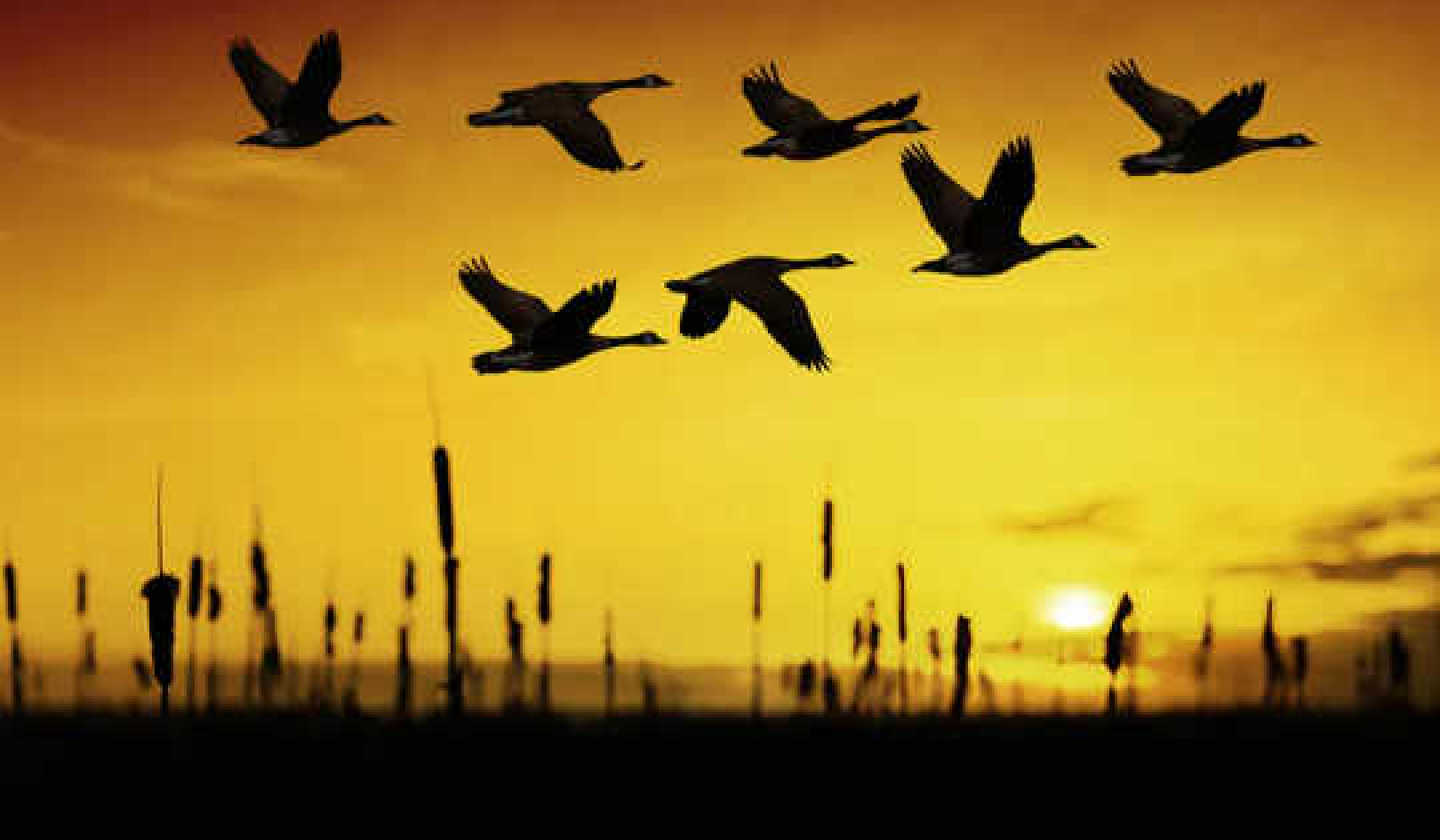 How Geese Know How To Fly South For The Winter