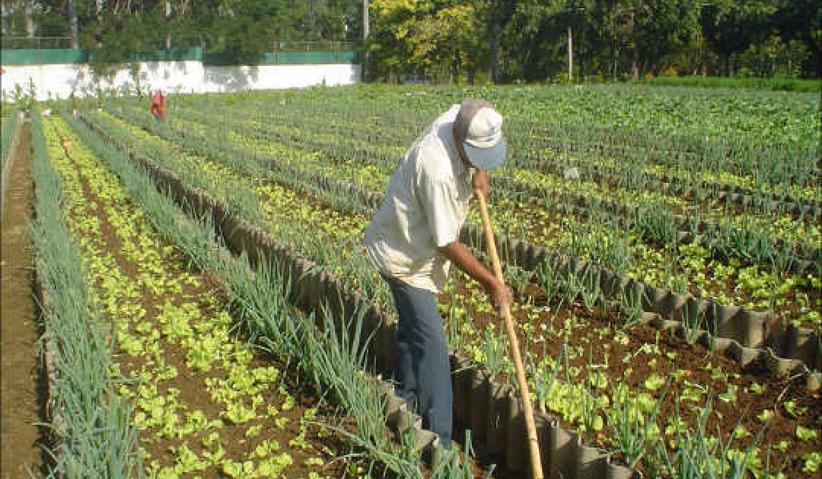 How Urban Agriculture Can Improve Food Security In US Cities