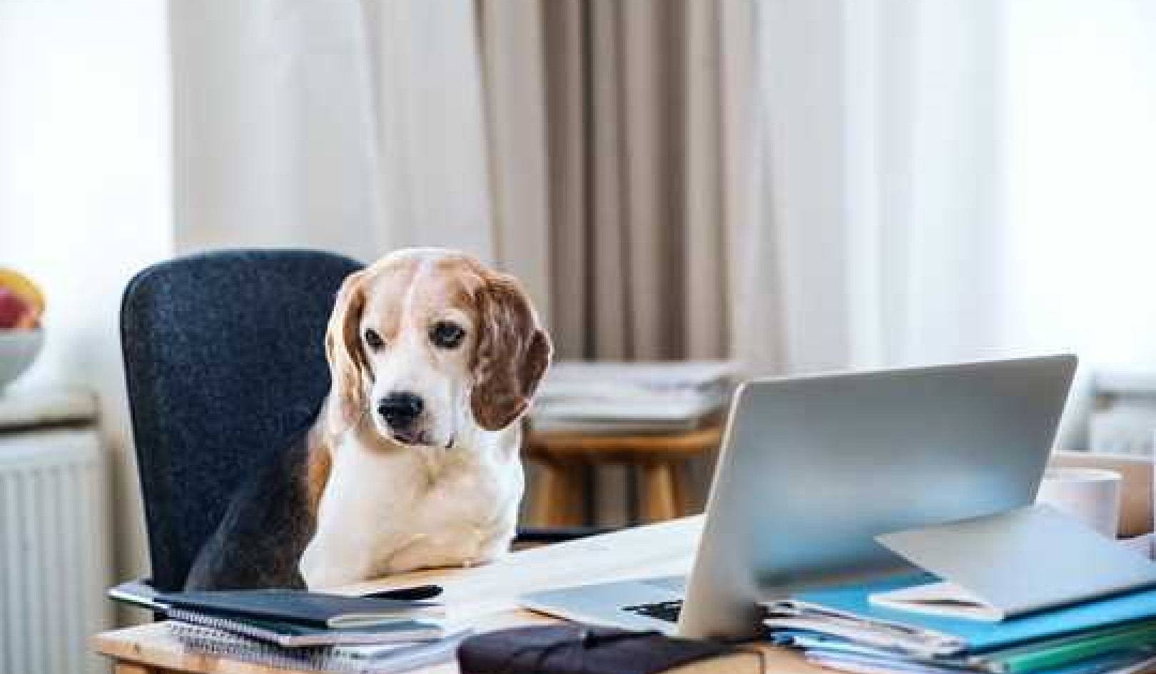 Why Very Good Dogs Don't Necessarily Make Very Good Co-Workers