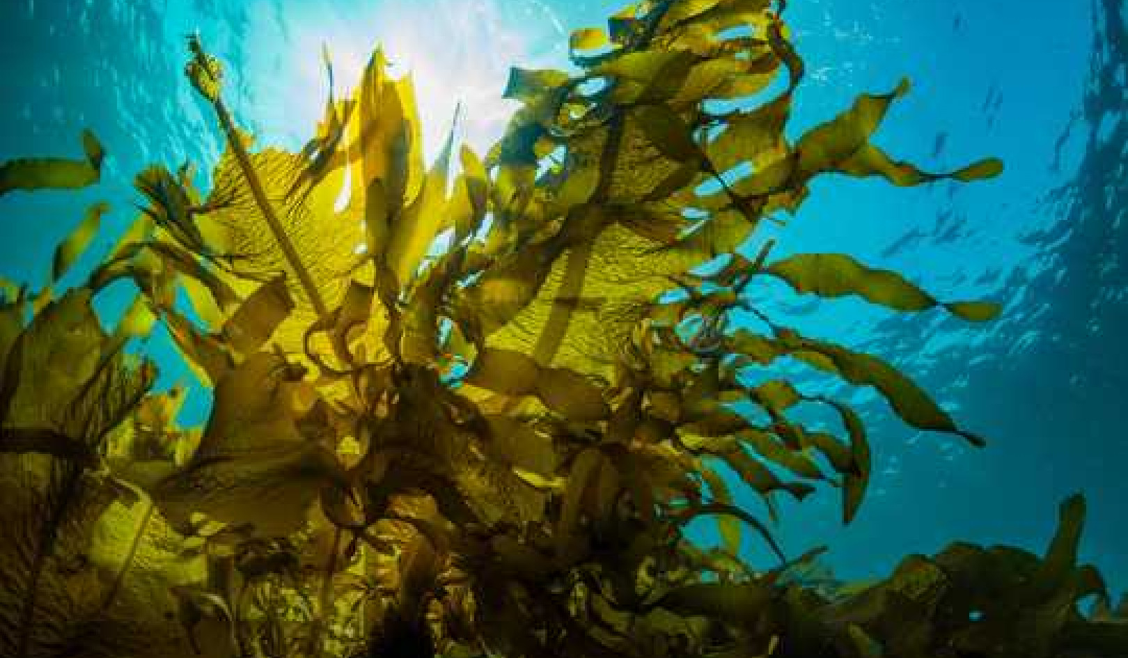 Feeding Farm Animals Seaweed Could Help Fight Antibiotic Resistance And Climate Change