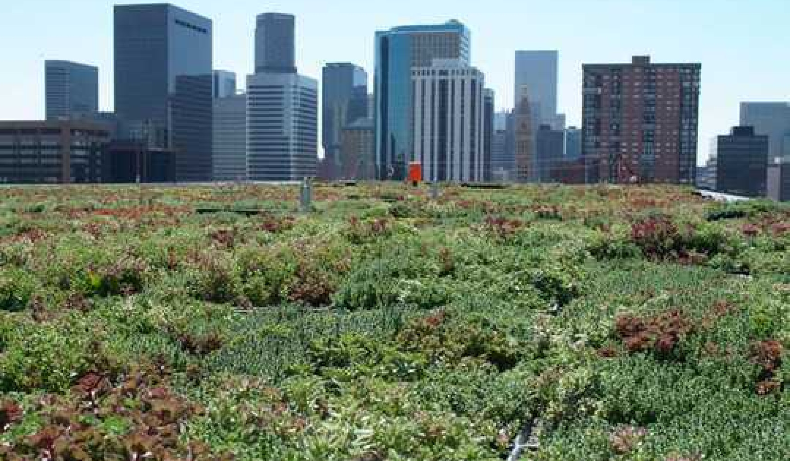 Green Roofs Improve The Urban Environment – So Why Don't All Buildings Have Them?