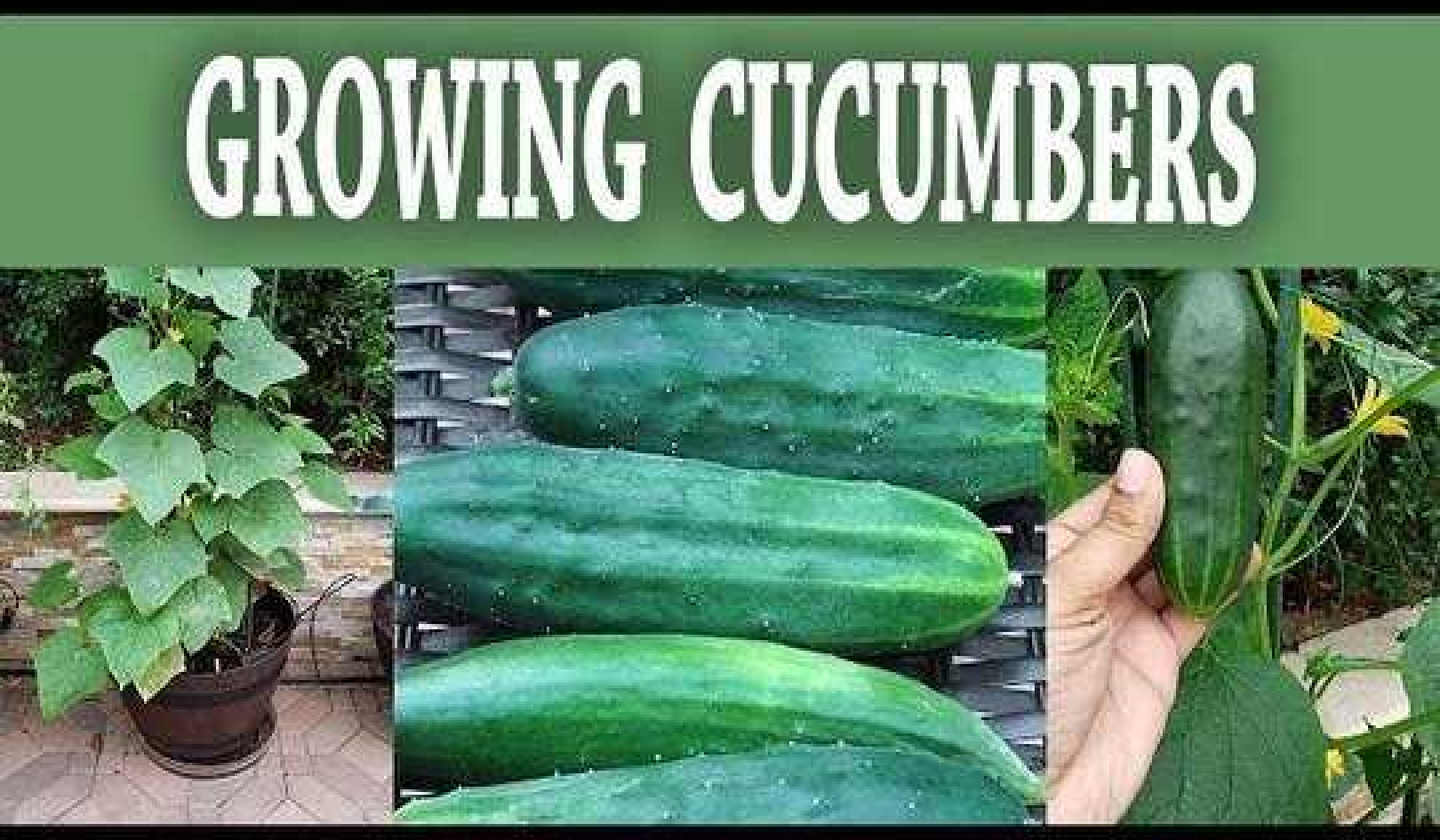 How To Grow Bush Slicer Cucumbers