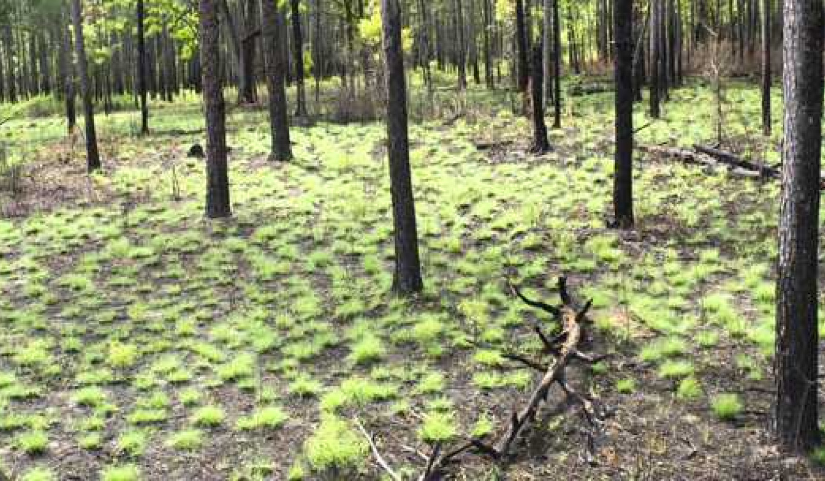 What Home Gardeners Can Learn From Nature's Rebirth After Fire