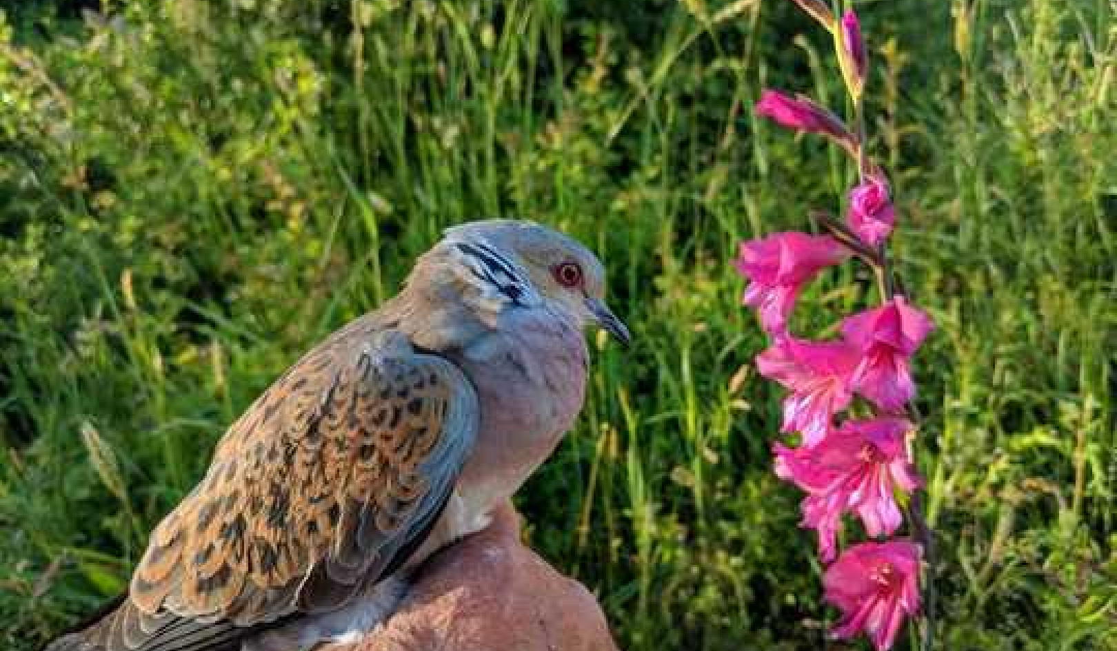 Why Turtle Doves Are Disappearing From The UK and Elsewhere