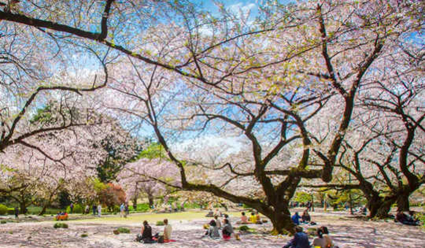 Japan's Cherry Blossom Viewing Parties – The History of Chasing The Fleeting Beauty of Sakura