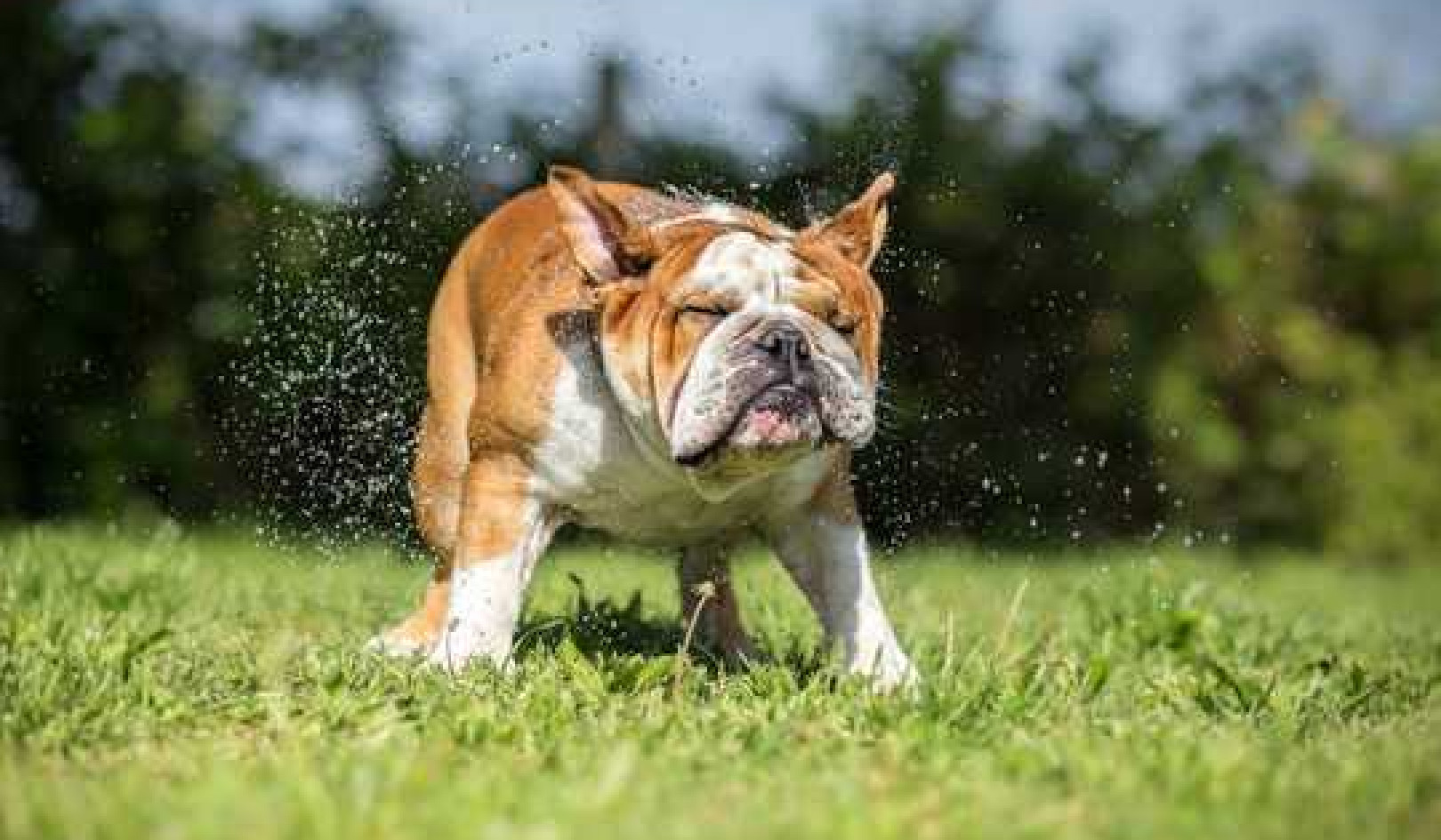 How To Stop Your Dog Getting Heatstroke