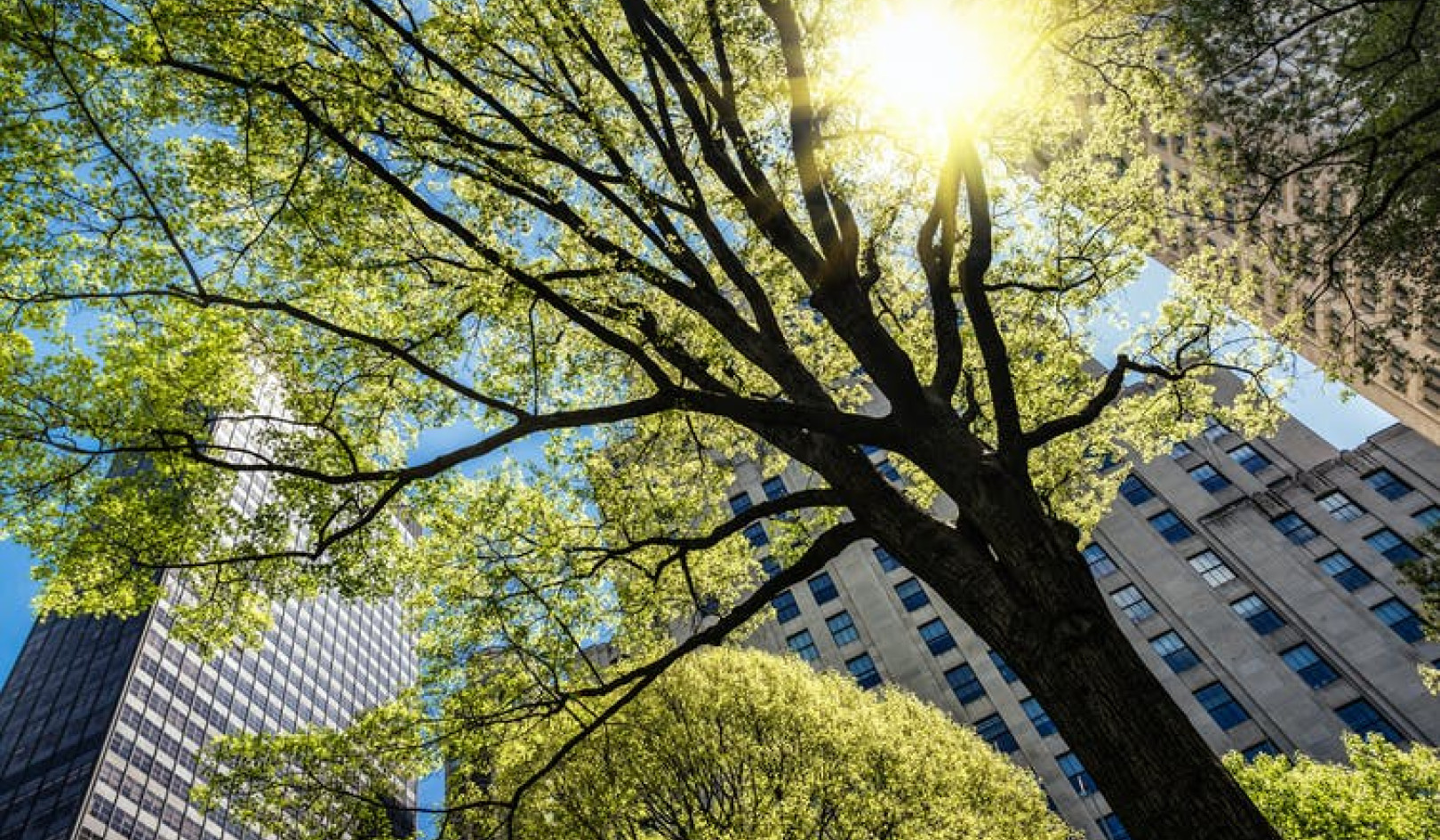 The Urban Forest Of The Future: How To Turn Our Cities Into Treetopias