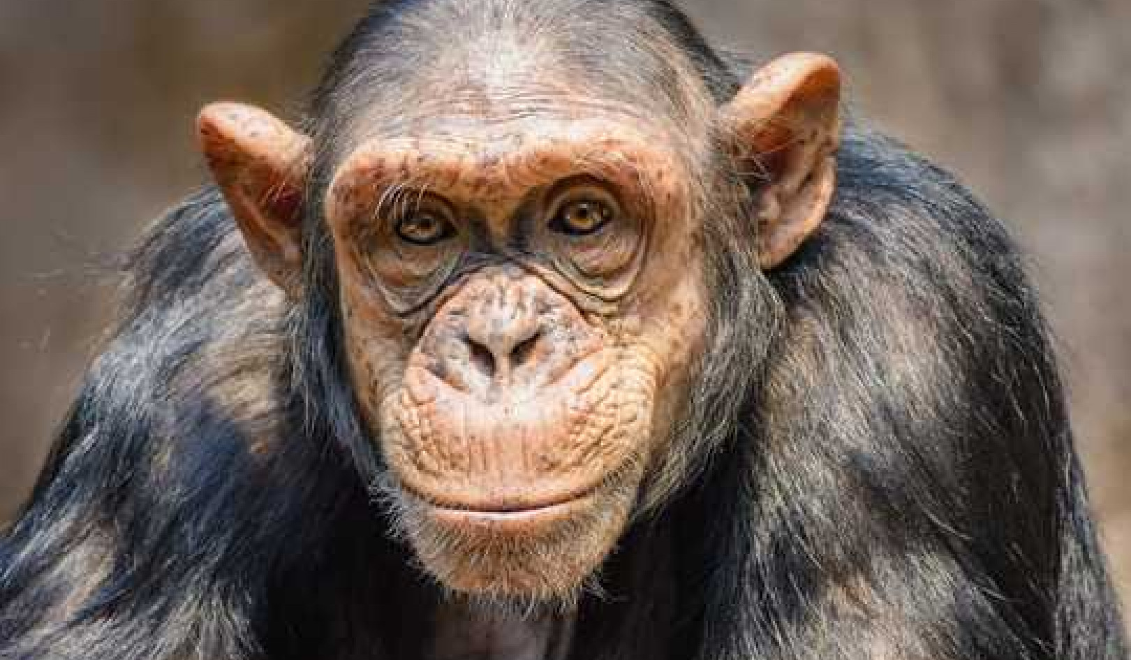 Can We Really Know What Animals Are Thinking?