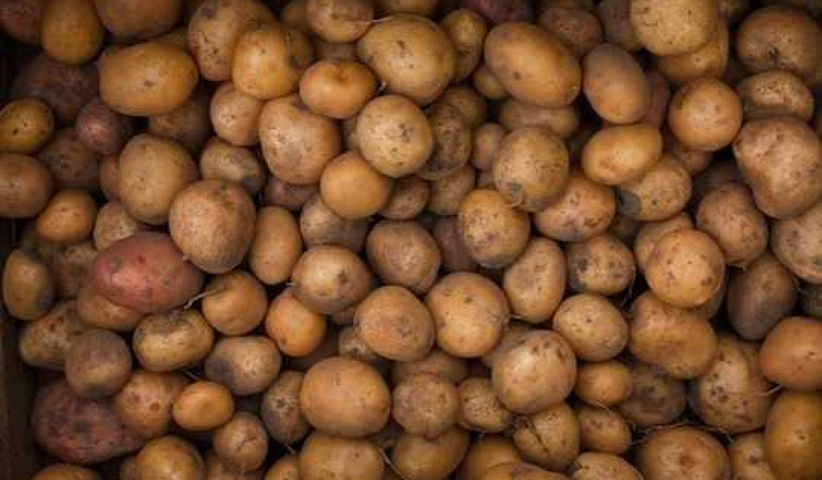 How The Humble Potato Fuelled The Rise Of Liberal Capitalism