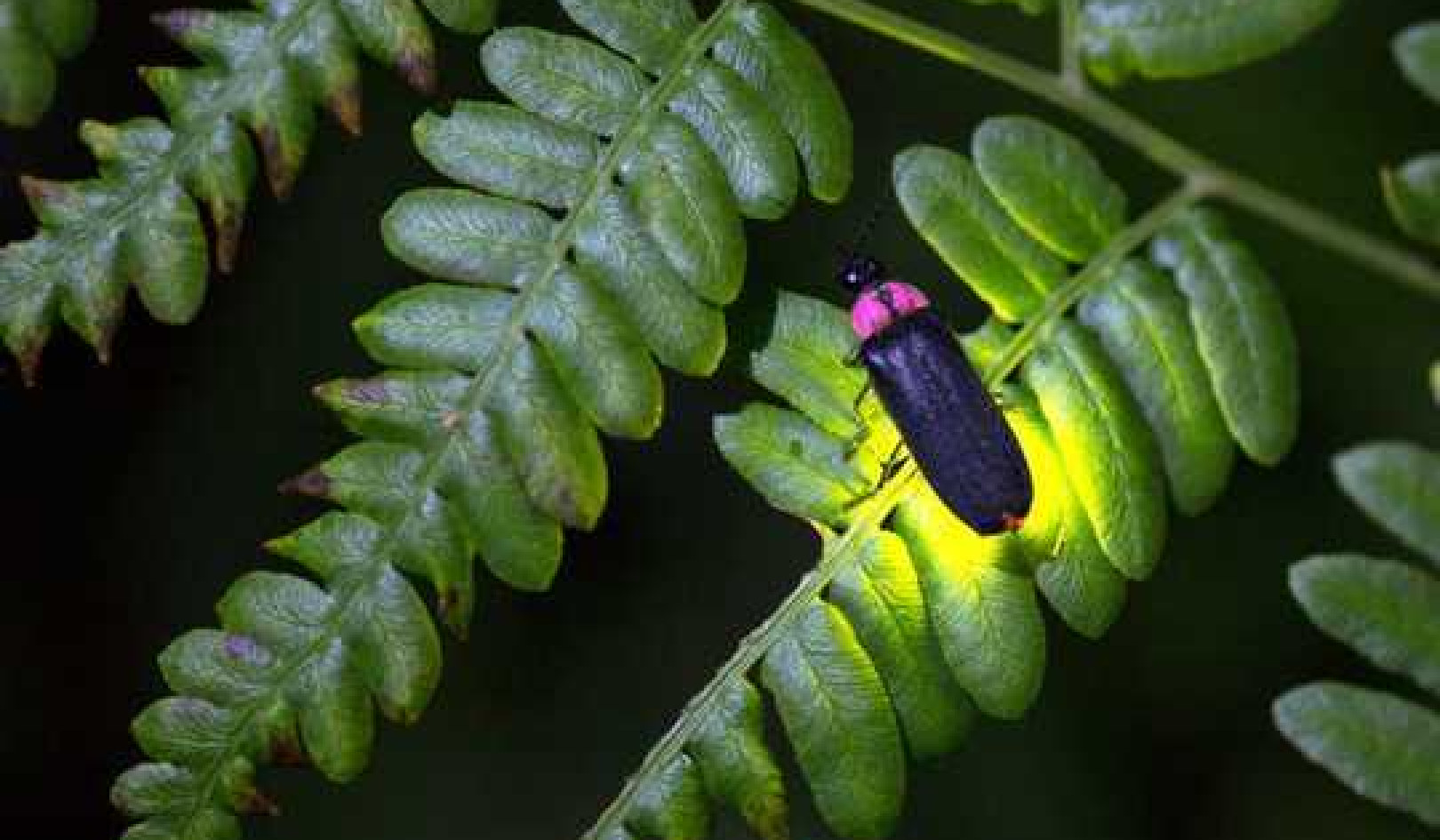 How Fireflies Glow – And What Signals They're Sending