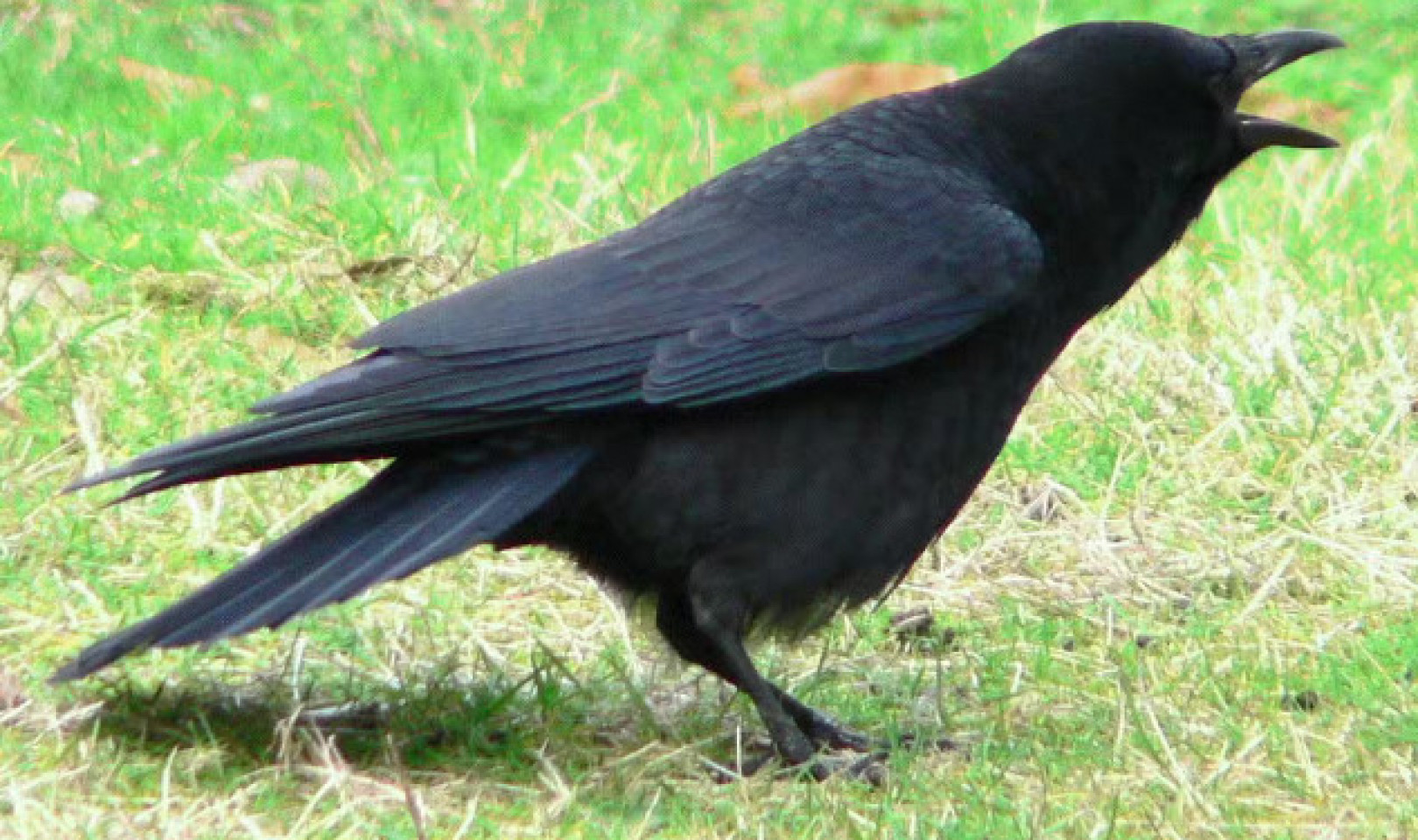 Are Clever Crows Smarter Than You Think?