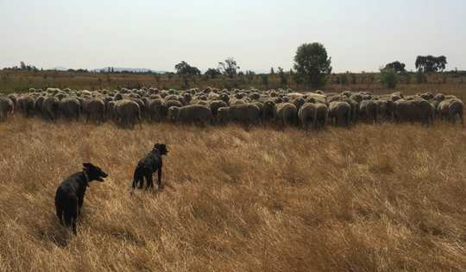 How Young California Ranchers Are Finding New Ways To Raise Livestock And Improve The Land