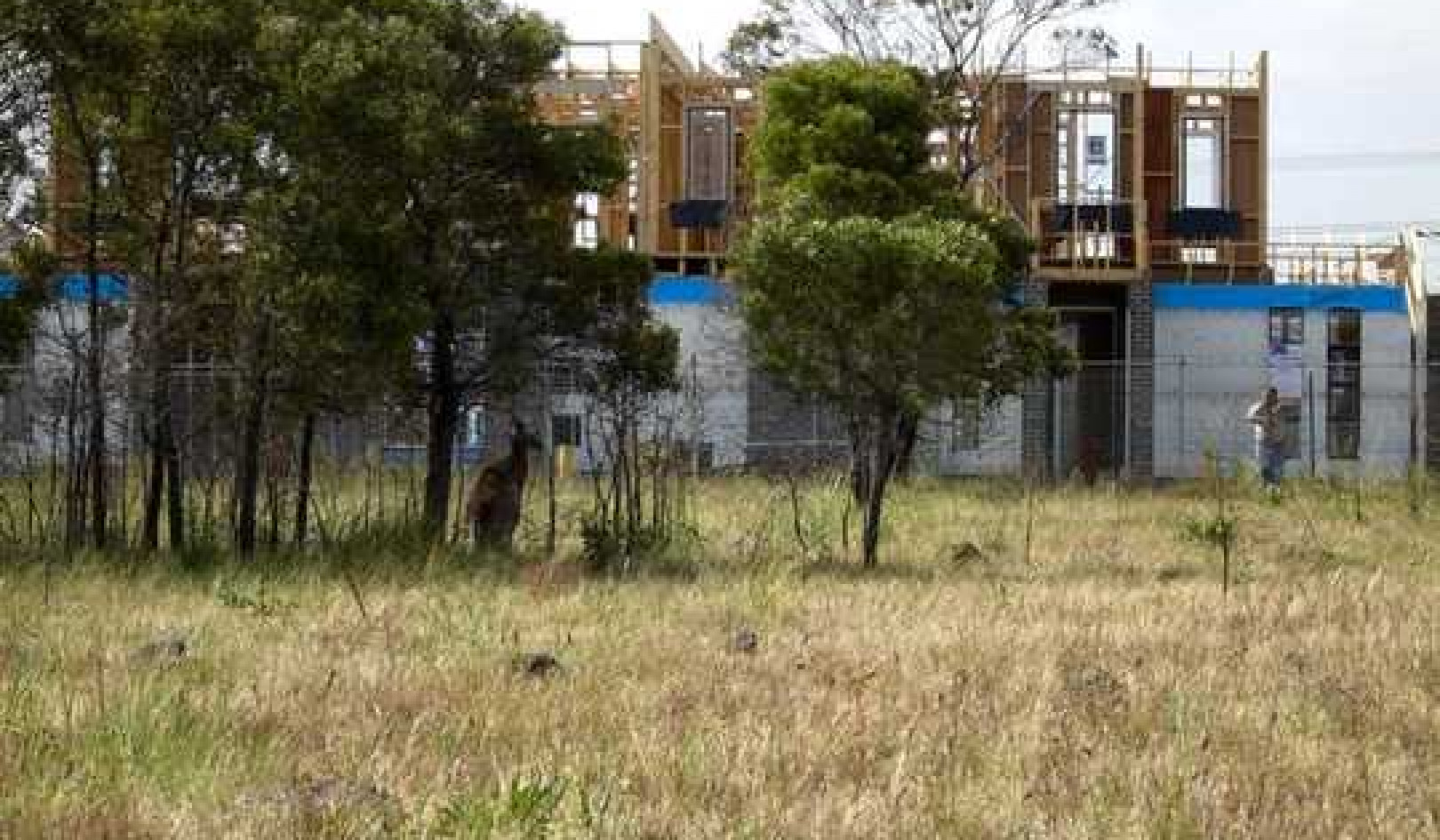 The Small Patch Of Bush Over Your Back Fence Might Be Key To A Species’ Survival