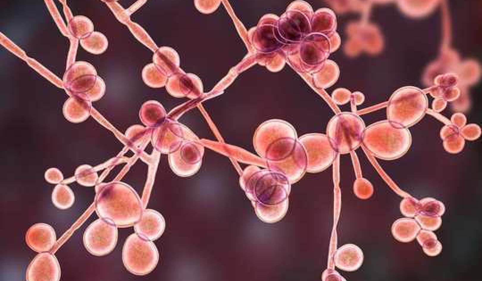 Who Is At Risk Of Candida Auris?