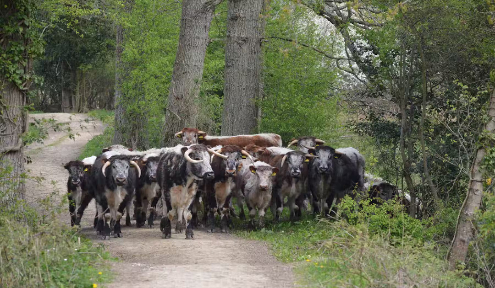 New Food Technologies Could Release 80% of the World’s Farmland Back to Nature