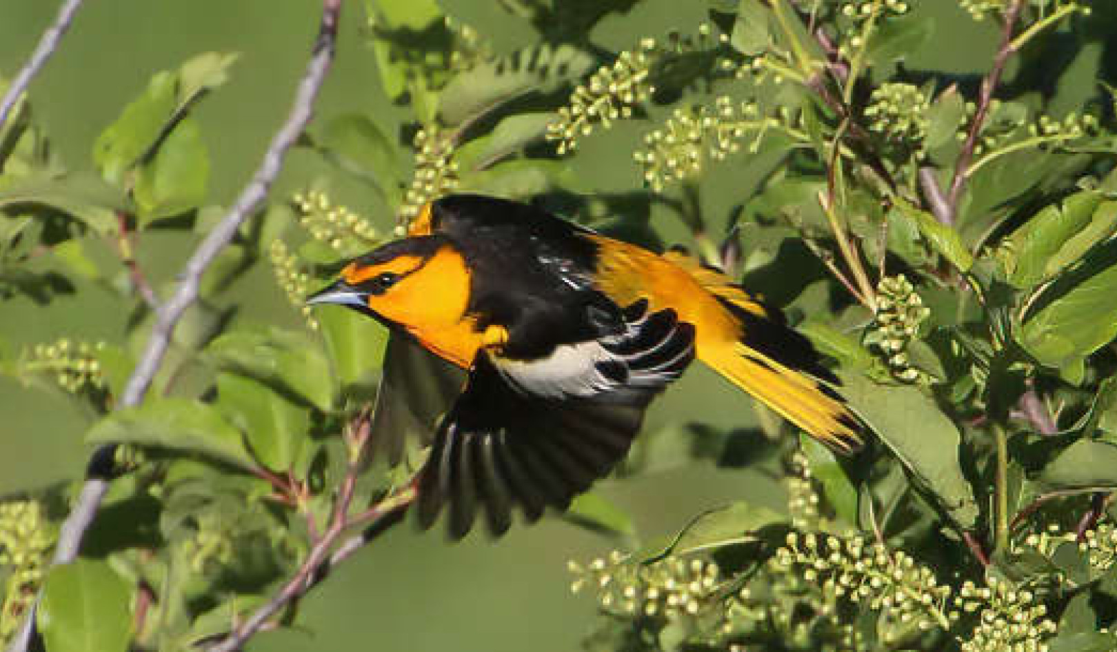 Why Some Songbirds Make Migratory Pit-Stops To Replace Worn And Ragged Feathers