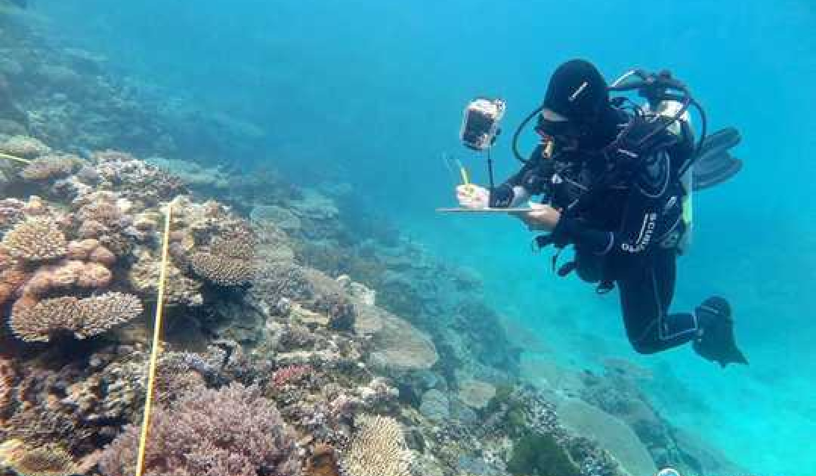 Two Reef Scientists Share Their Climate Grief