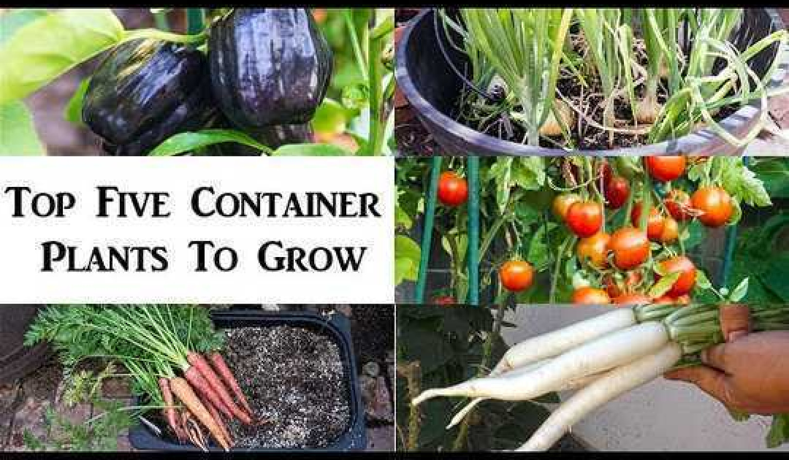 5 Best Vegetables for Your Edible Container Garden