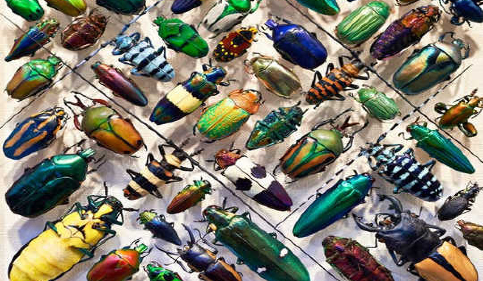 What Happens To The Natural World If All The Insects Disappear?