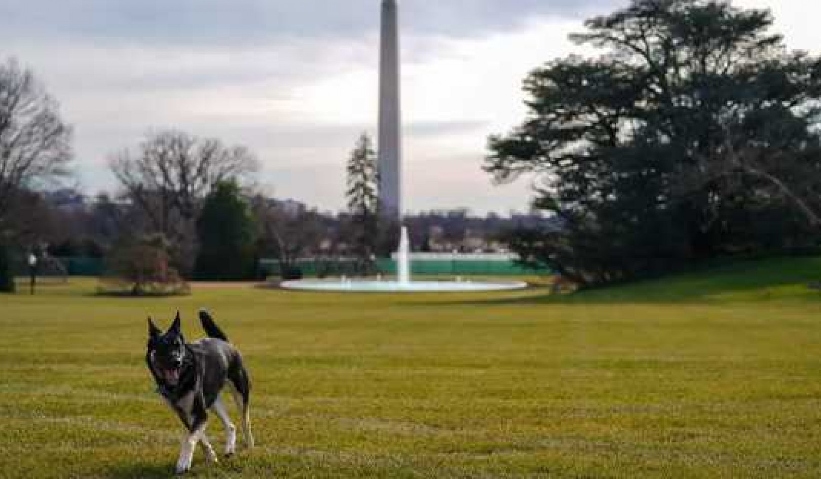 How Dogs In A Workplace Breed Less Stress and Better Decision-making