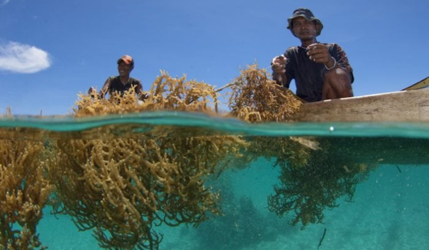 Seaweed Farming Could Really Help Fight Climate Change