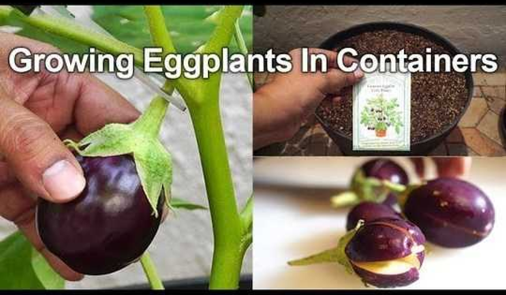 Growing Eggplants - Container Little Prince Eggplant