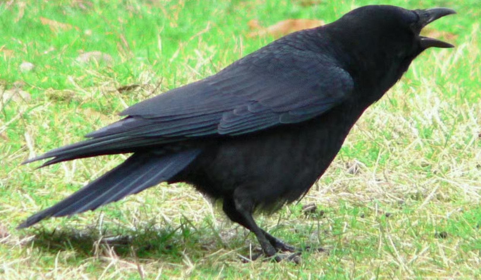 Are Clever Crows Smarter Than You Think?