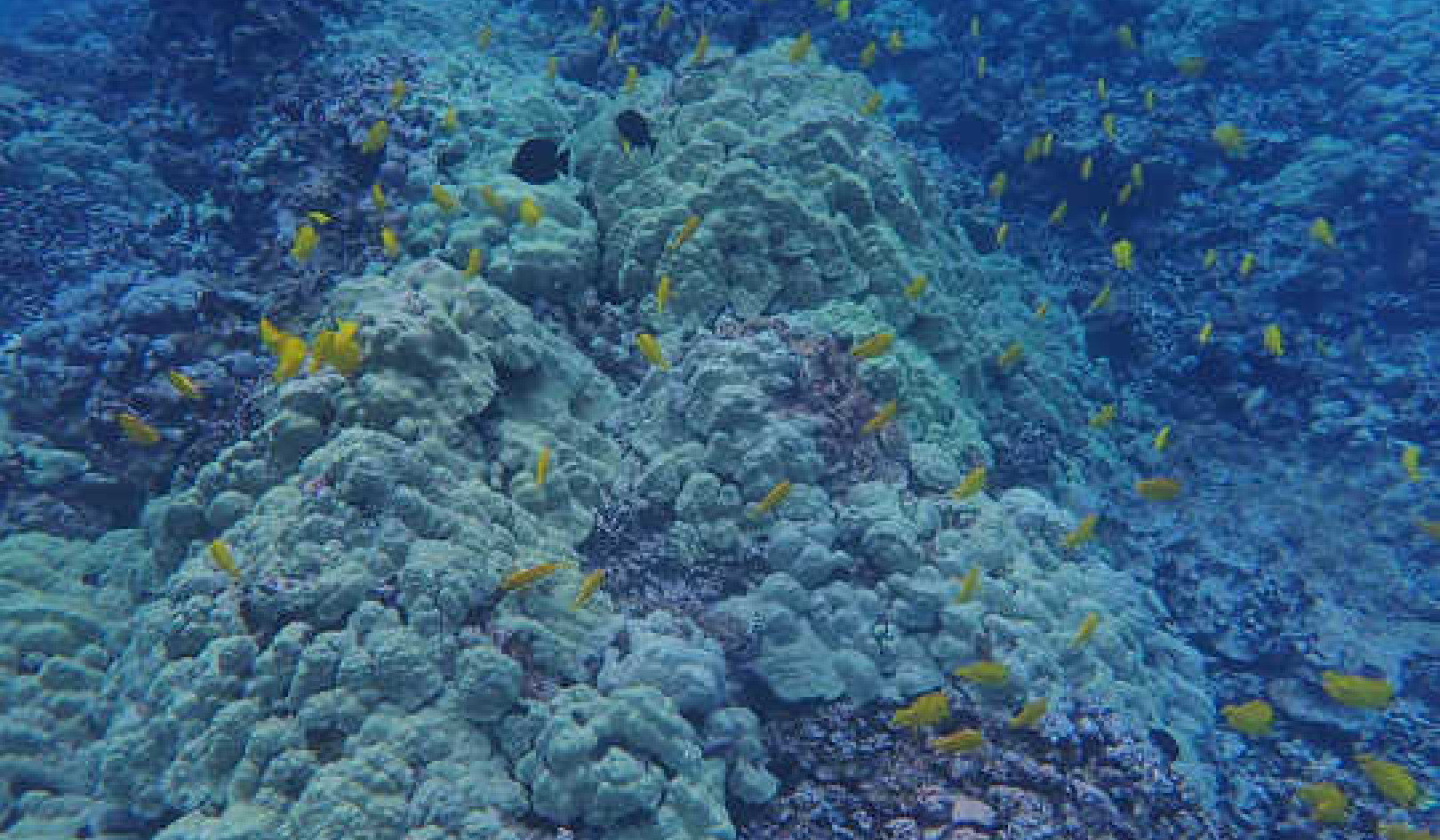 Ocean Warming Threatens Coral Reefs and Soon Could Make It Harder To Restore Them