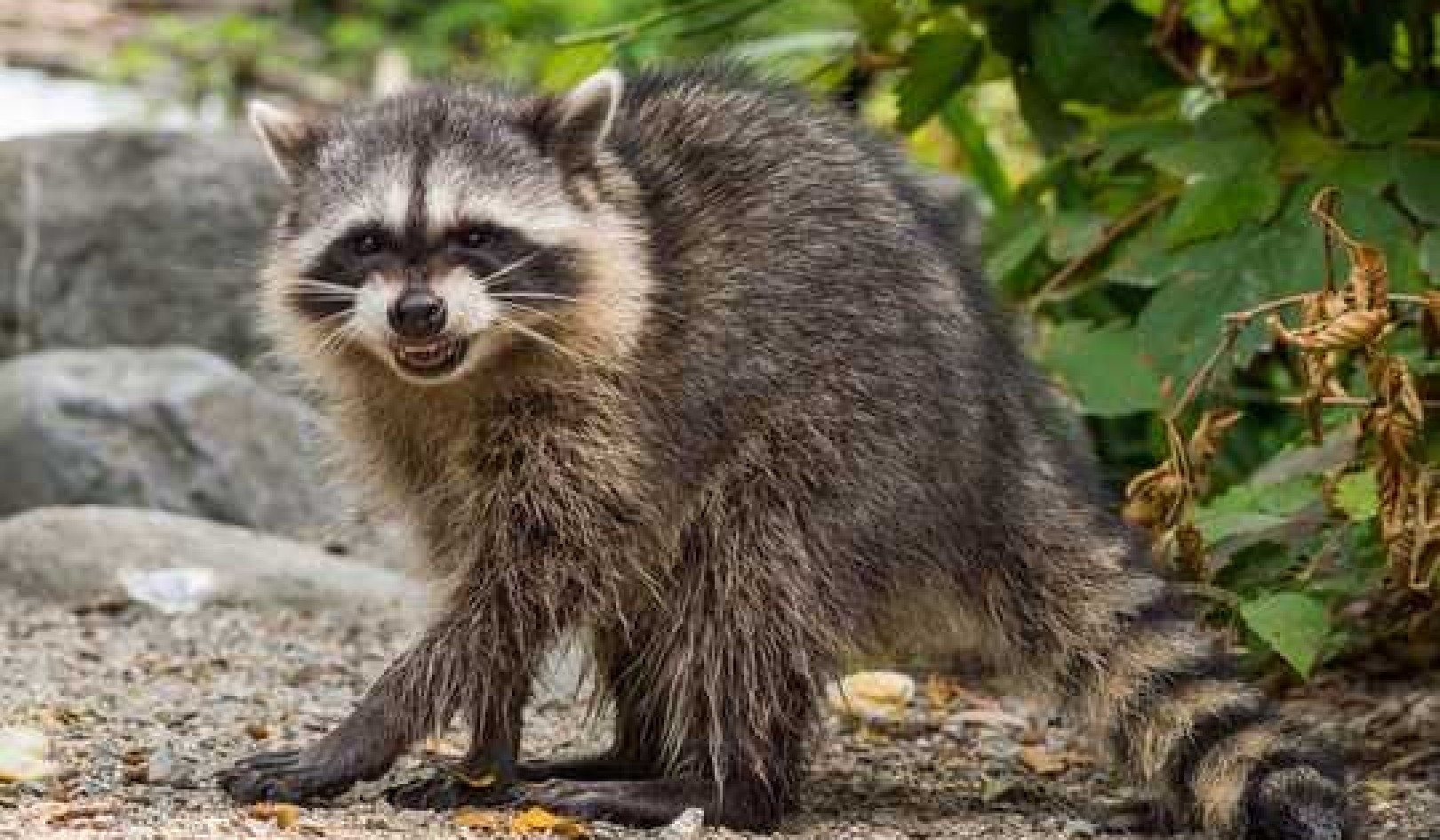 Rabies: How It Spreads and How To Protect Yourself