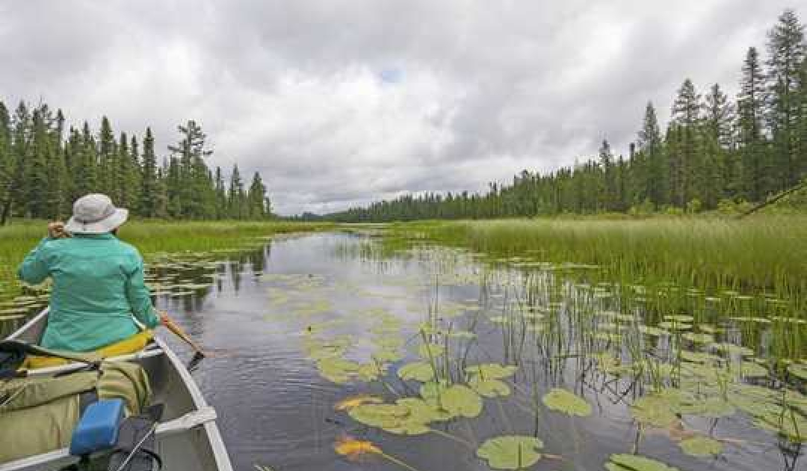 How Wildlife Are Exposed To More Pollution Than Previously Thought