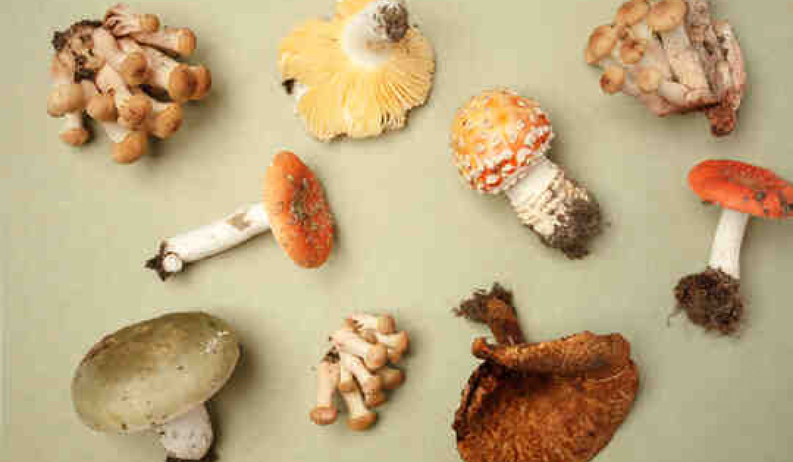 Why are some mushrooms poisonous?