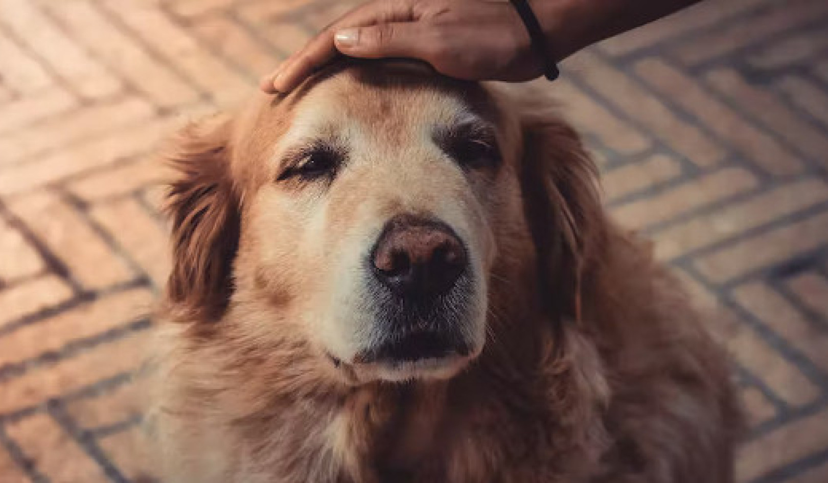 Dogs Can Get Dementia But Lots Of Walks May Lower The Risk