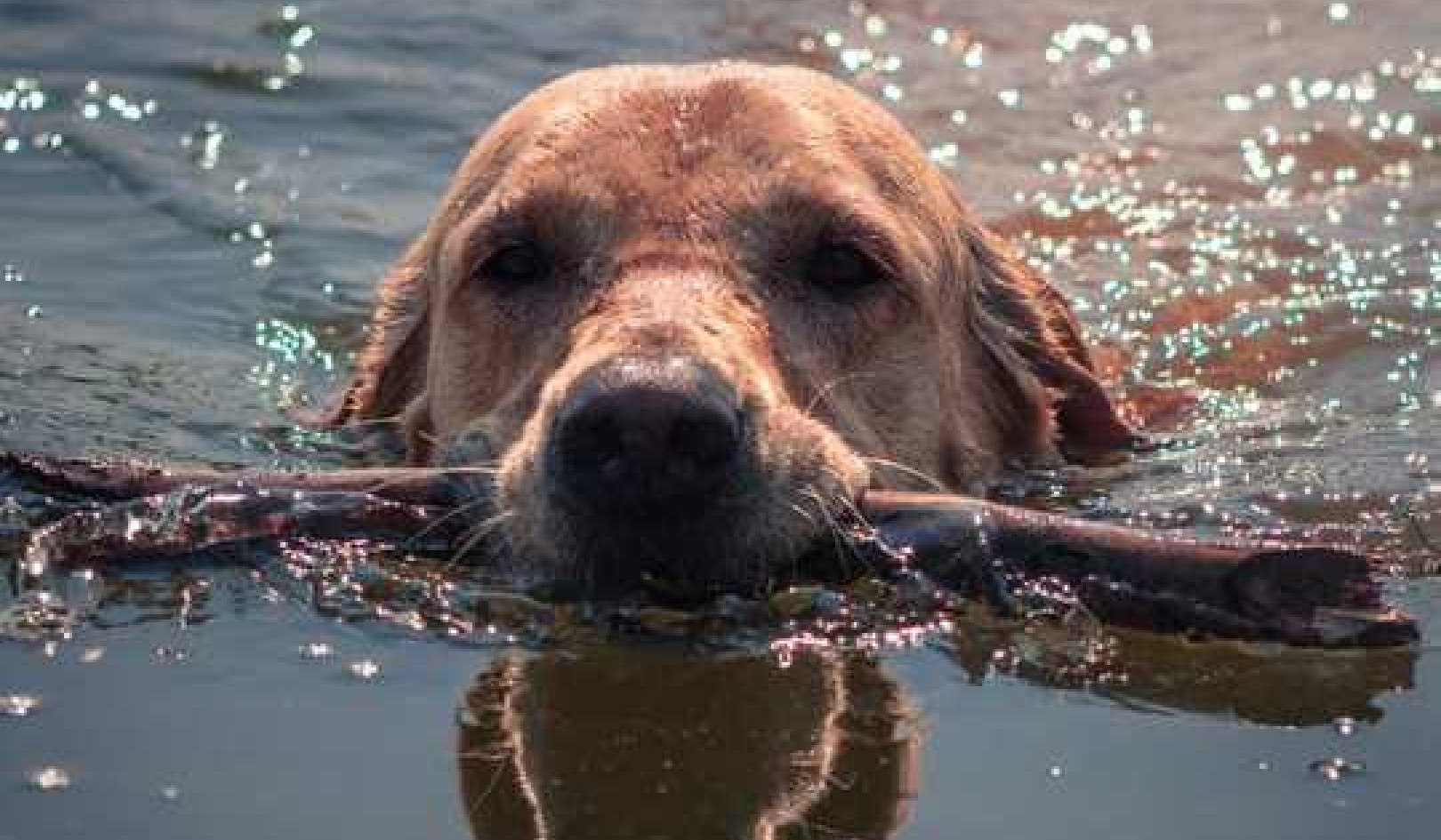 What Is Leptospirosis And How Can It Harm Us And Our Pets?