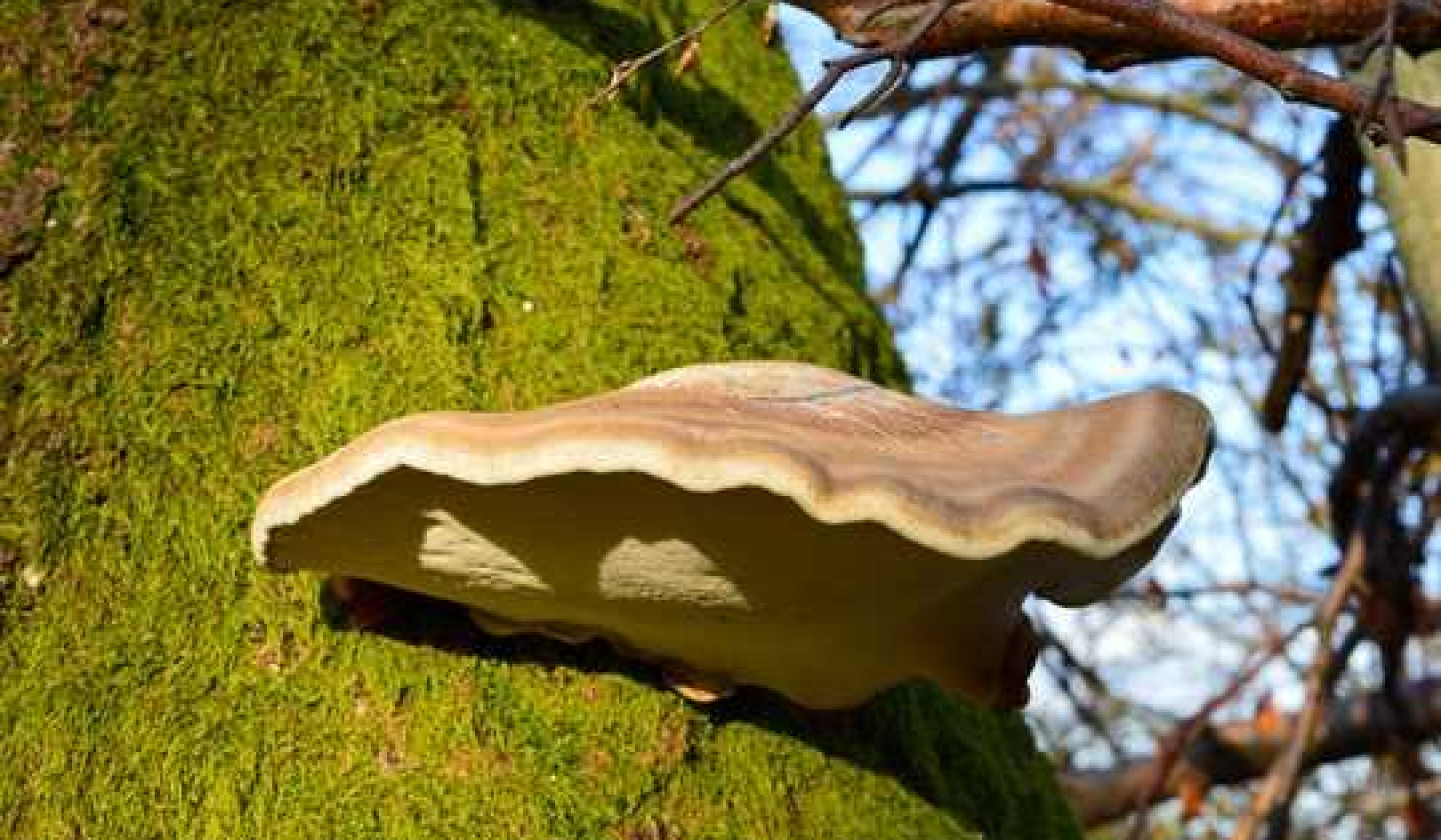 Nature’s First Aid Kit: A Fungus Growing On The Side Of Birch Trees