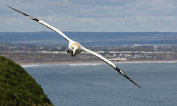 a gannet in flight over the ocean