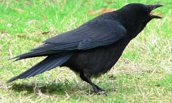 American crow calling, highlighting the intelligence and cognitive abilities of crows.