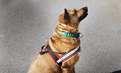 sitting dog wearing a harness and waiting for a command (or maybe a treat)