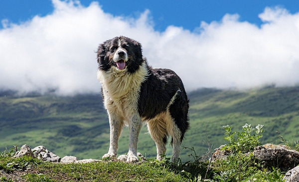 dog standing proudly out in nature