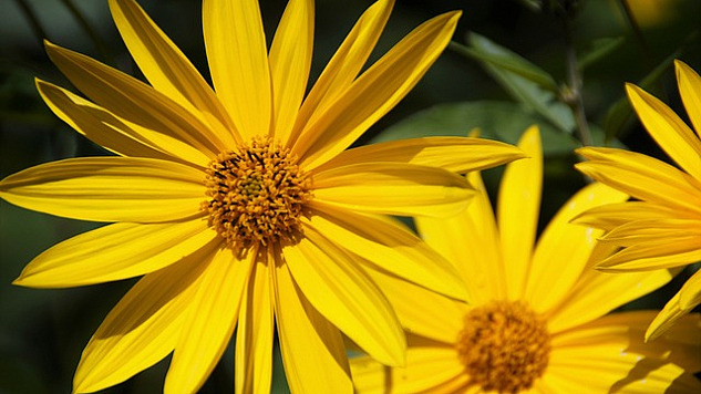 two radiant golden colored flowers with petals