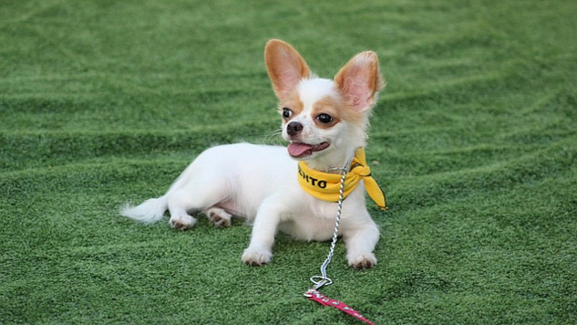 dog laying calmly on the grass off leash