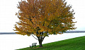 an empty bench underneath a large tree on the side of a calm lake setting