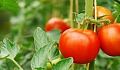 Growing a Garden in a Back Yard, a Bucket or a Milk Carton