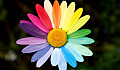 a daisy will petals of many colors