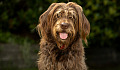 shaggy labradoodle